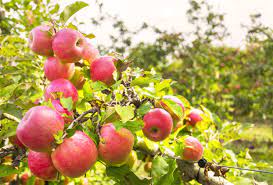 In the spring, apple trees will burst into bloom. Apples Trees For Zone 5 Gardens Apple Trees That Grow In Zone 5