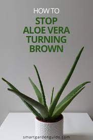 Why Is My Aloe Vera Plant Turning Brown 9 Easy Solutions Smart Garden Guide Aloe Vera Plant Aloe Plant Aloe Vera