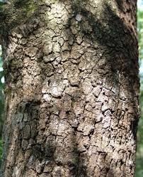 Image result for Lannea schweinfurthii