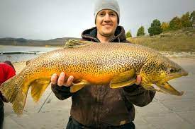 Utahdwr On Twitter Fish Freshwater Fishing Fall Fishing