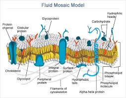 Fluid Mosaic Model Of Cell Membrane Structure Quote Cell Membrane Structure Cell Membrane Cell Biology