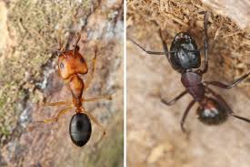Most often, ants will invade your home through some cracks or gaps. Ants Near The Front Door How To Get Rid Of Ants Inside Wood
