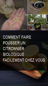 Comment Faire Pousser Un Citronnier Biologique Facilement Chez Vous Citron Pousser Commentfa Organic Raised Garden Beds Organic Gardening Organic Vegetables