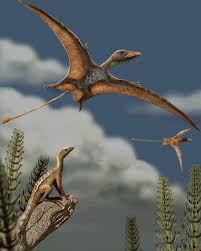 Image result for Elytrophorus