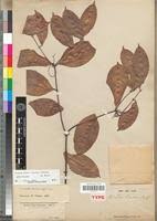 Image result for Clitandra cymulosa