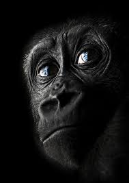 Black And White Monkey Pictures Cute My World Of Colours In 2020 Black Animals Animals Beautiful Animals