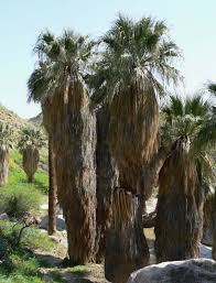 Image result for Washingtonia filifera