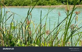 Image result for Cladium mariscus