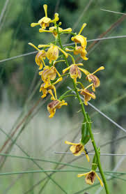 Image result for Eulophia eylesii