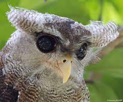 Bubo Sumatranus Burung Hantu Cantik Yang Dipercaya Punya Kemampuan Sakti Boombastis