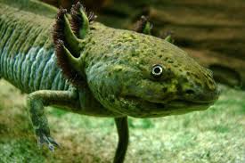 Haiwan yang telah pupus tidak dapat ditemui lagi dan tidak ada satu pun haiwan ini yang masih hidup kini. Axolotl Ambystoma Mexicanum Fakta Luar Biasa Ekolss Haiwan