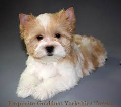 (nwg) pic hide this posting restore restore this posting. Pin By Connie Hubert On Biewer Yorkie Yorkshire Terrier Puppies Biewer Yorkie Yorkshire Terrier