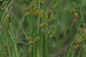 Image result for Cyperus difformis