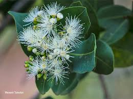 Image result for Syzygium cordatum