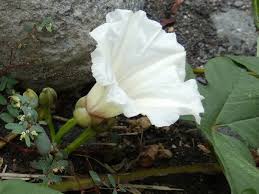 Image result for Merremia pterygocaulos