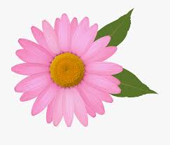 Daisy flower clipart black and white png, transparent png. Pink Daisy Png Clipart Image Daisy Image Clip Art Flower Clipart