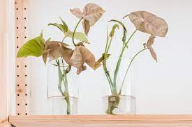 Syngonium podophyllum, also named nephthytis podophyllum (botanical/scientific). Arrowhead Vine Indoor Plant Care Growing Guide