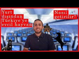 Ucakta Evcil Hayvan Tasima Kurallari Hangi Havayolu En Iyi Youtube
