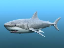 3d Model Great White Shark C4d Obj 3ds Fbx Ma Lwo 73476 Great White Shark White Sharks Shark