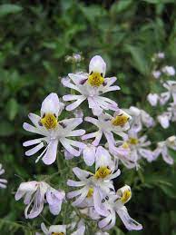 Schizanthus Pinnatus Schizanthus Wikipedia The Free Encyclopedia Beautiful Flowers Orchids Butterfly Flowers