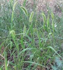 Image result for Poecilostachys oplismenoides