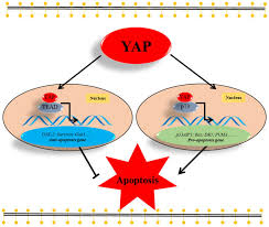 'i felt like i was going to faint'. Ijms Free Full Text The Ambivalent Function Of Yap In Apoptosis And Cancer Html