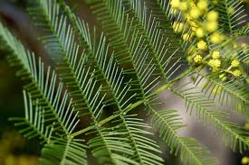 Image result for Acacia decurrens