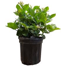 Delicate white flowers on a scented jasmine plant buy this. Landscape Basics 6 Inch Jasmine Sambac Bush The Home Depot Canada