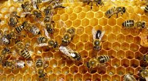 Resultado de imagen para cera de abeja