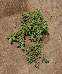 Image result for Portulaca foliosa