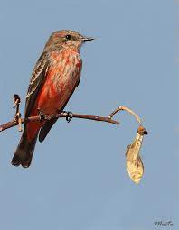 Pin En Pajaros Birds