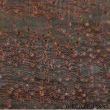 Image result for Pterocarpus megalocarpus