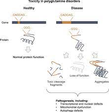 Trinucleotide Repeat Disorder An Overview Sciencedirect Topics