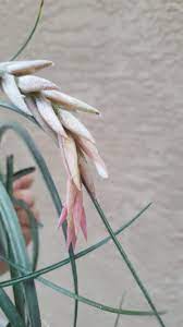 【frontier plants】オンラインストア7月17日約50種類!の販売品種と価格一覧【エアプランツ チランジア 北海道 札幌市】 前編はこちらから! Zsa Zsa Flower It Never Really Opened Up Though None Of My Caput Medusaes Did Either Airplants