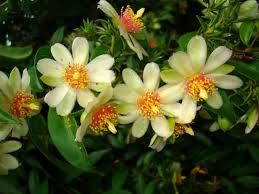 Image result for Pereskia aculeata