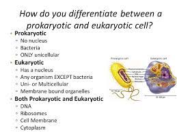 Prokaryotic vs eukaryotic cells:�the cell is the basic organizational and functional unit in all living creatures. Biology Review L 14 3 Prokaryotic And Eukaryotic Cells Animal And Plant Cells Cell Transport Compare And Contrast The General Structures Of Plant And Ppt Video Online Download