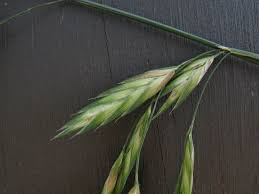 Image result for Bromus catharticus