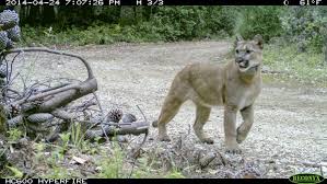 Bienvenido al fan page oficial de los pumas de la unam. Redwoods Pumas And People Sempervirens Fund