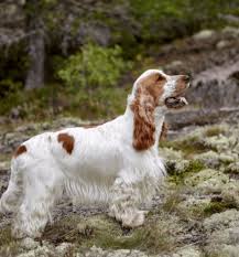 Image result for americký vodní španěl