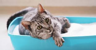 Maybe you would like to learn more about one of these? Your Ultimate Guide To Finding The Best Cat Litter Tgdaily