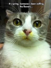 Send a quote in an email or text. Best Funny Quotes Its Spring Someone S Been Sniffing The Flowers Cat Busted Quotes Daily Leading Quotes Magazine Database We Provide You With Top Quotes From Around The World