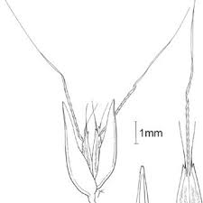 Image result for Pentameris pictigluma