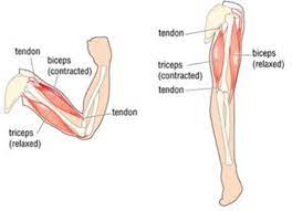 Drive your elbow backward and then let it swing back toward you. 8 Best Arm Exercises For Women For Toned And Sexy Arms