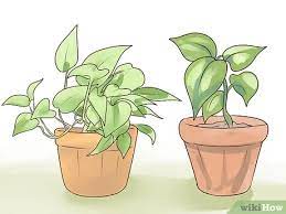 What is a pothos plant? How To Care For A Pothos Plant 8 Steps With Pictures Wikihow