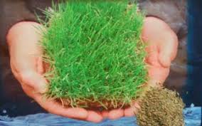 Harga rumpu gajah mini per meter cukup murah sehingga tidak akan membuat kantong anda menjadi jebol. Jual Biji Rumput Golf Grosir Benih Rumput Golf Supplier Benih Biji Rumput Benih Rumput
