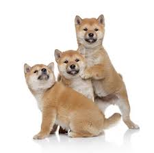 Spitfyre shiba, akc shiba inu puppies for sale, minnesota shiba breeder, each puppy is lifetime guaranteed and out of ofa health tested parents, raised with children, cats, and other dogs and well socialized. Breed Info Pet Care Center At Luna Park