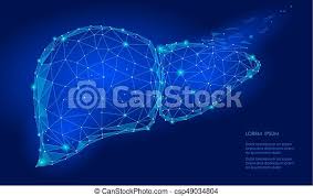 Draw directly on the 3d model using pen in complete heart. Treatment Regeneration Decay Human Liver Internal Organ Triangle Low Poly Connected Dots Blue Color Technology 3d Model Canstock