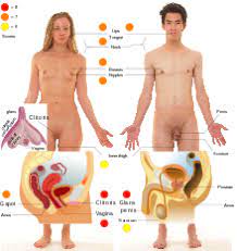 Pets:way too many to count!. Sexual Stimulation Wikipedia
