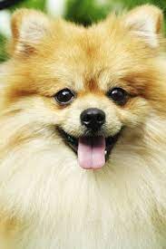 Pomeranian