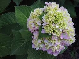 Check spelling or type a new query. Potted Hydrangeas Growing And Care Tips Croix Chatelain